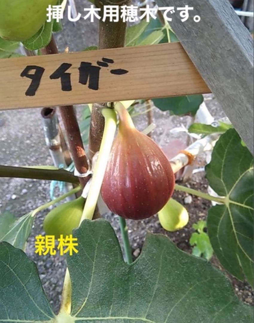 イチジク挿し木用 穂木6本（タイガー、エバービーリングセット） その2