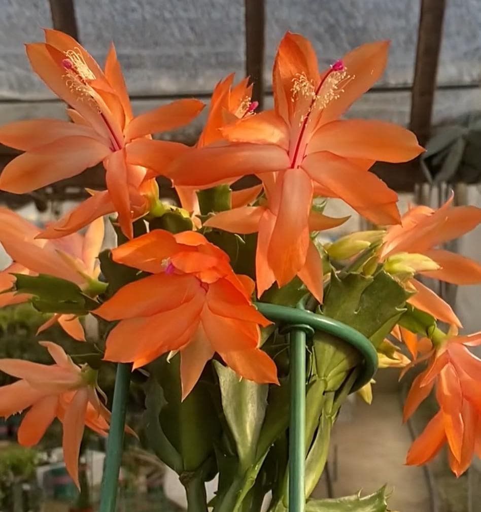 クラウン様専用】シャコバサボテン 赤羽＋黄羽＋バハ 接木 - メルカリ