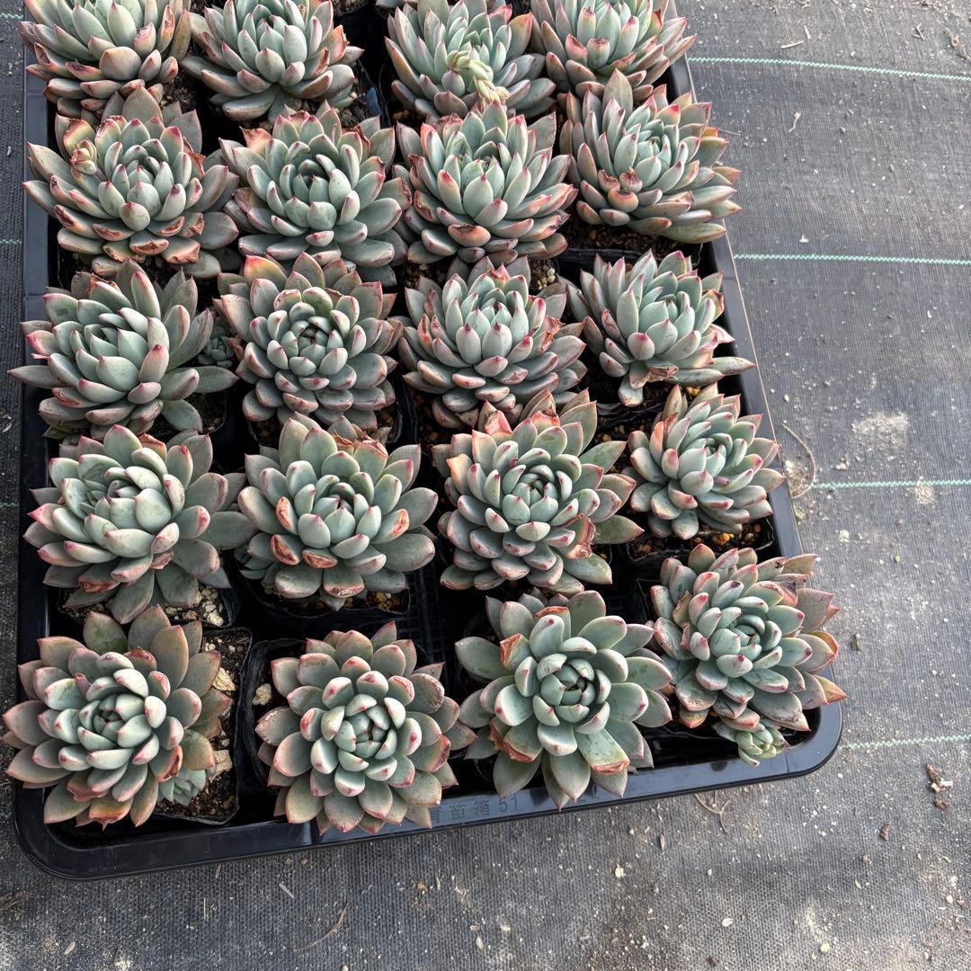 ☆彩乃助☆様 おまとめ追加用