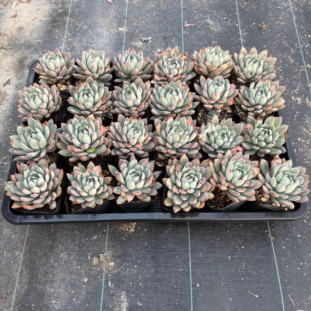 ☆彩乃助☆様 おまとめ追加用