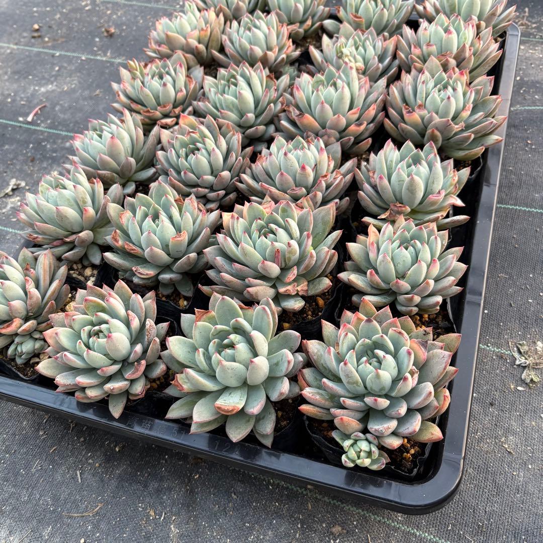 ☆彩乃助☆様 おまとめ追加用