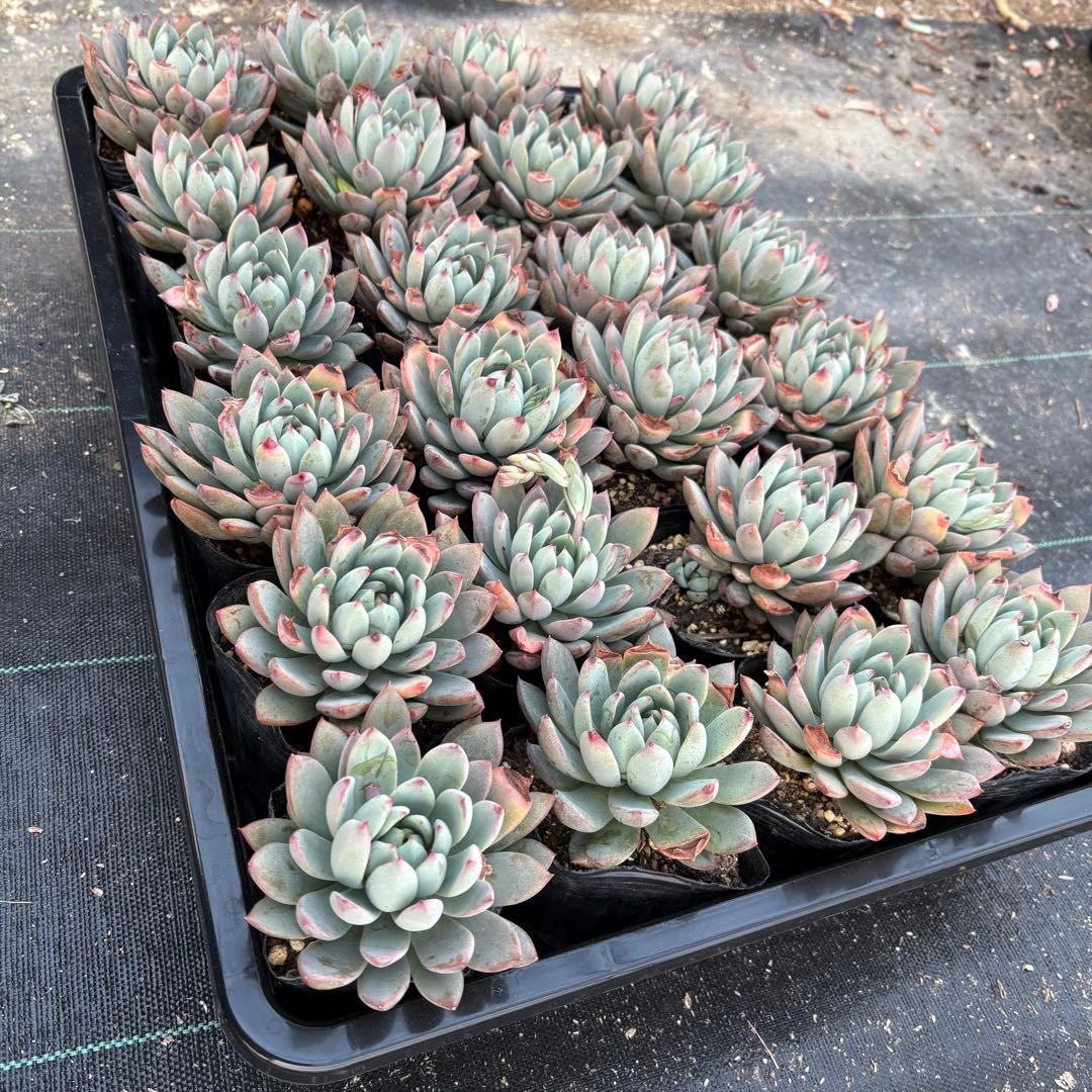 ☆彩乃助☆様 おまとめ追加用