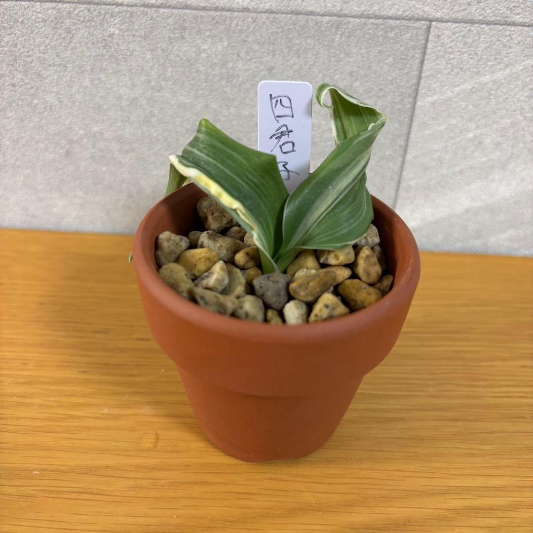 四君子　専用出品 ショウバッグ Eタイプ No.4B (プラマーク入) (福助工業) | 青果資材