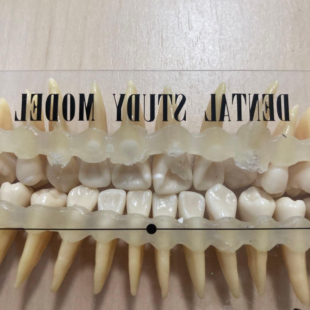 NISSIN 歯科衛生士 デンタルスタディモデル 複製根模型歯 歯牙模型