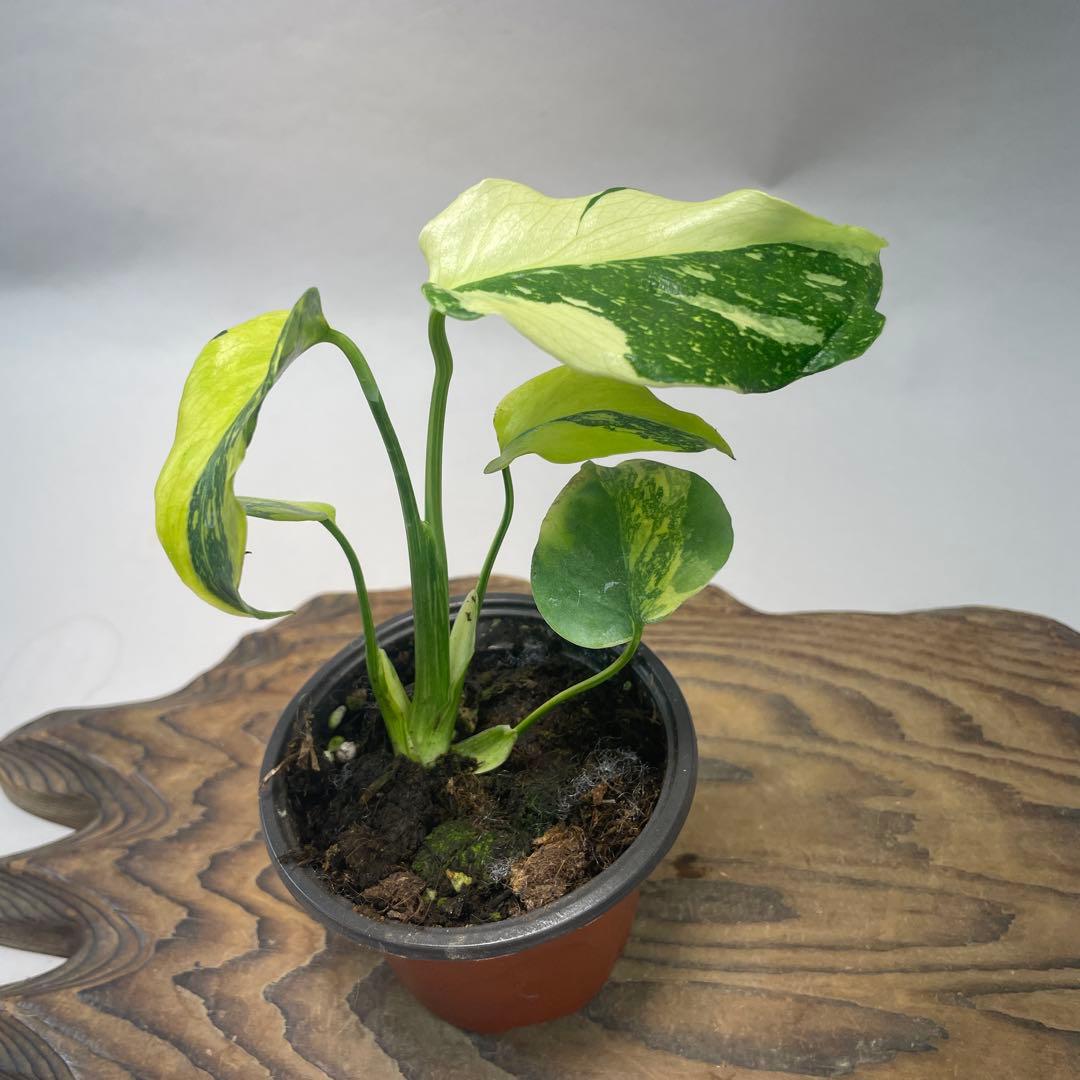 A111品種保証！モンステラ ギング エレクトロライト 美株 斑入り 希少