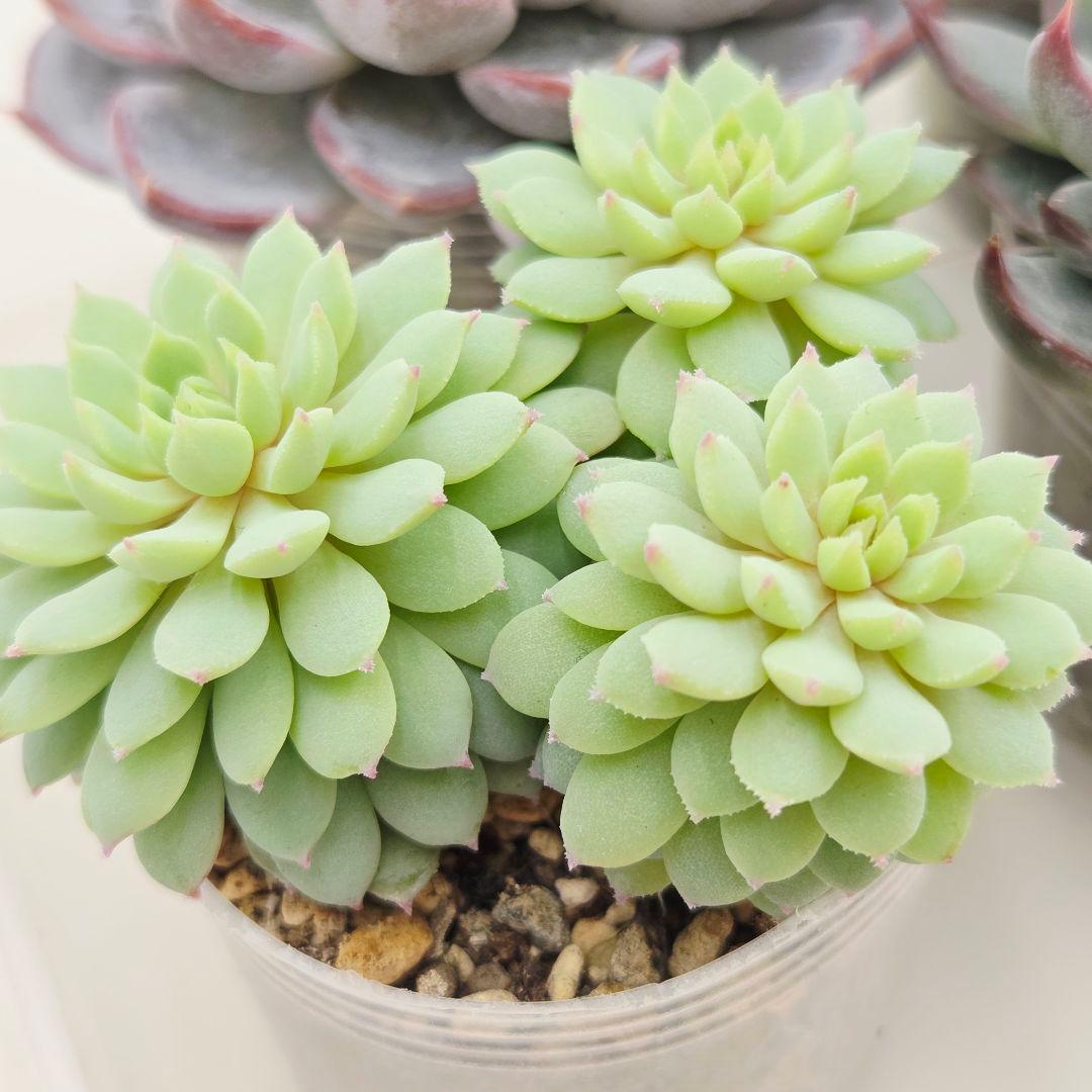 か*え様 ㊲大きめ苗! 桜鬼❣️ちょこん❣️華切子❣️おらいさん発根済 6苗 メ