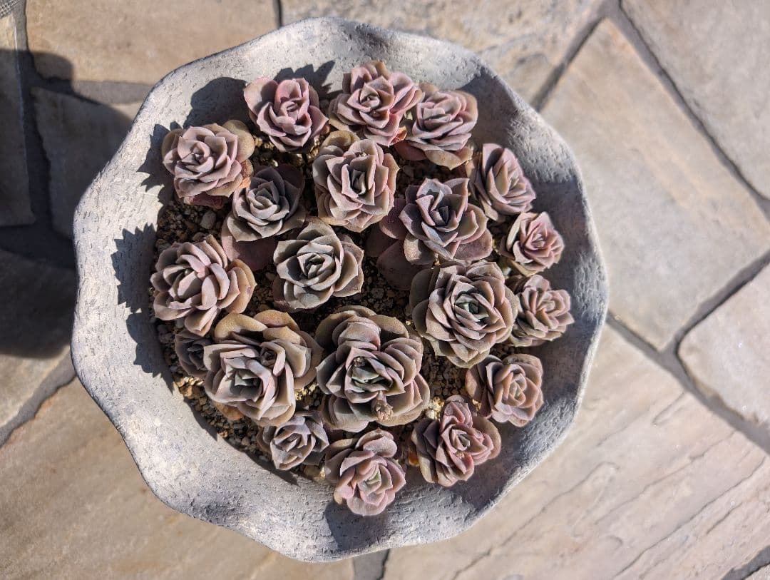 多肉植物 ピンクラブリーローズ 抜き苗で発送します。 - メルカリ