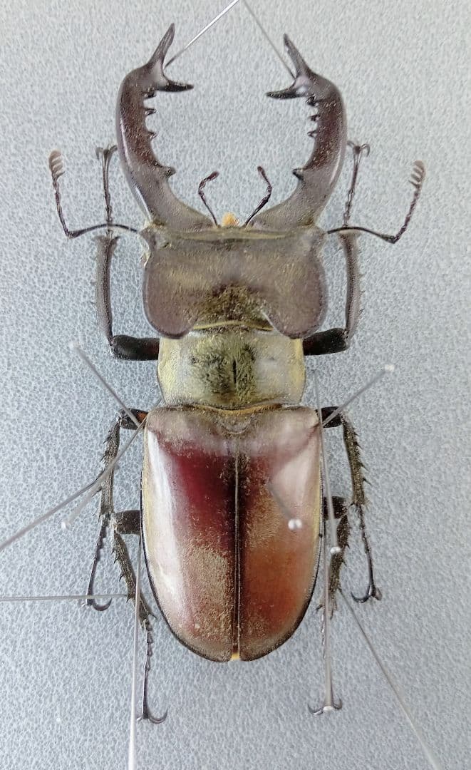 タカサゴミヤマクワガタ♂野外標本 - メルカリ