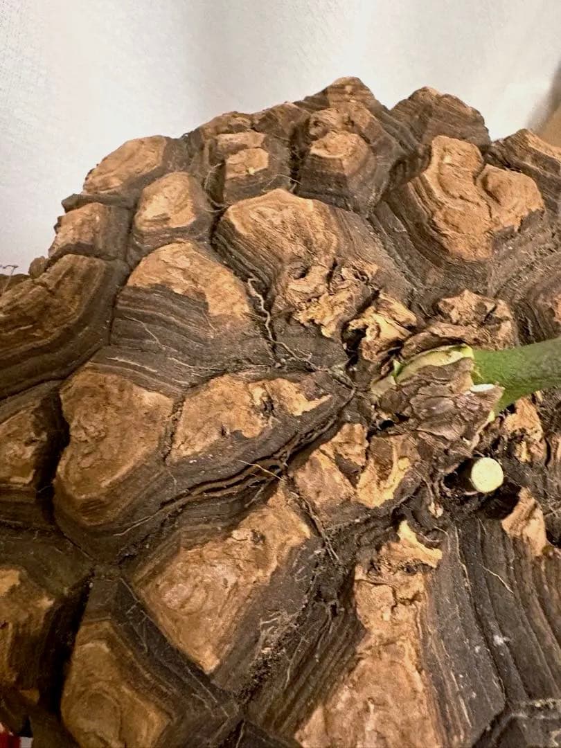 メキシコ亀甲竜 レア Dioscorea mexicana 現地株 大株 未発根 - メルカリ