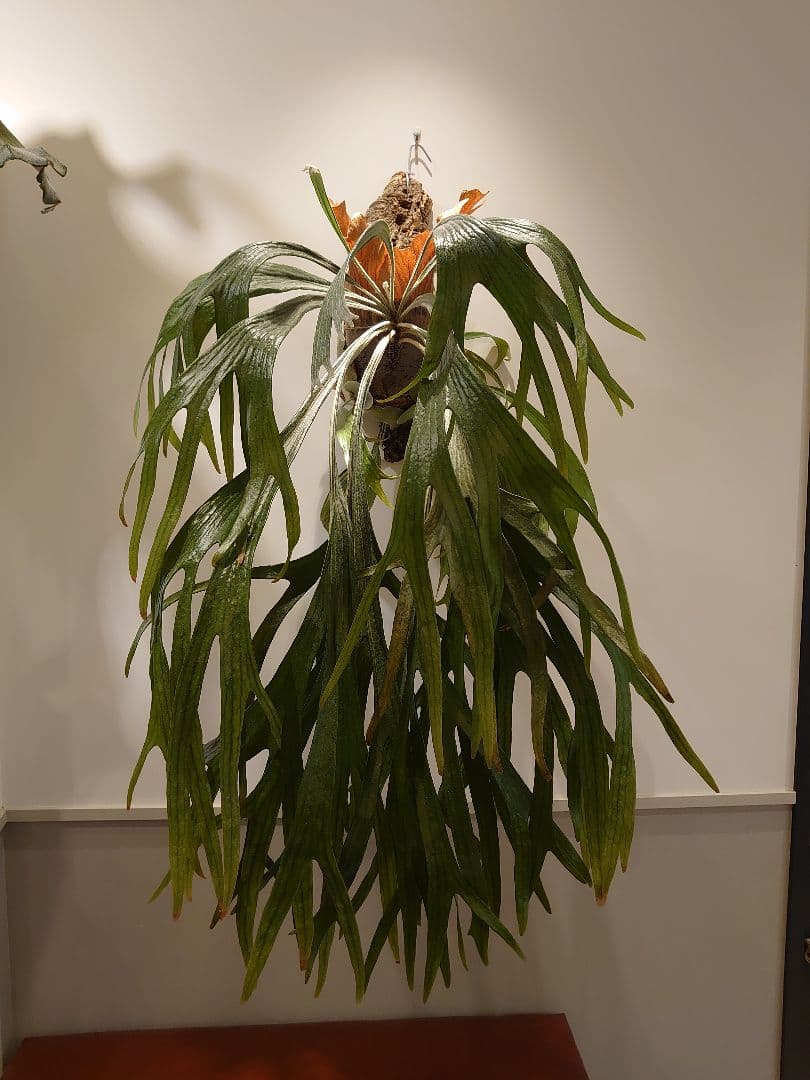 P.Mt.Lewis ビカクシダ OC【親株サイズ】