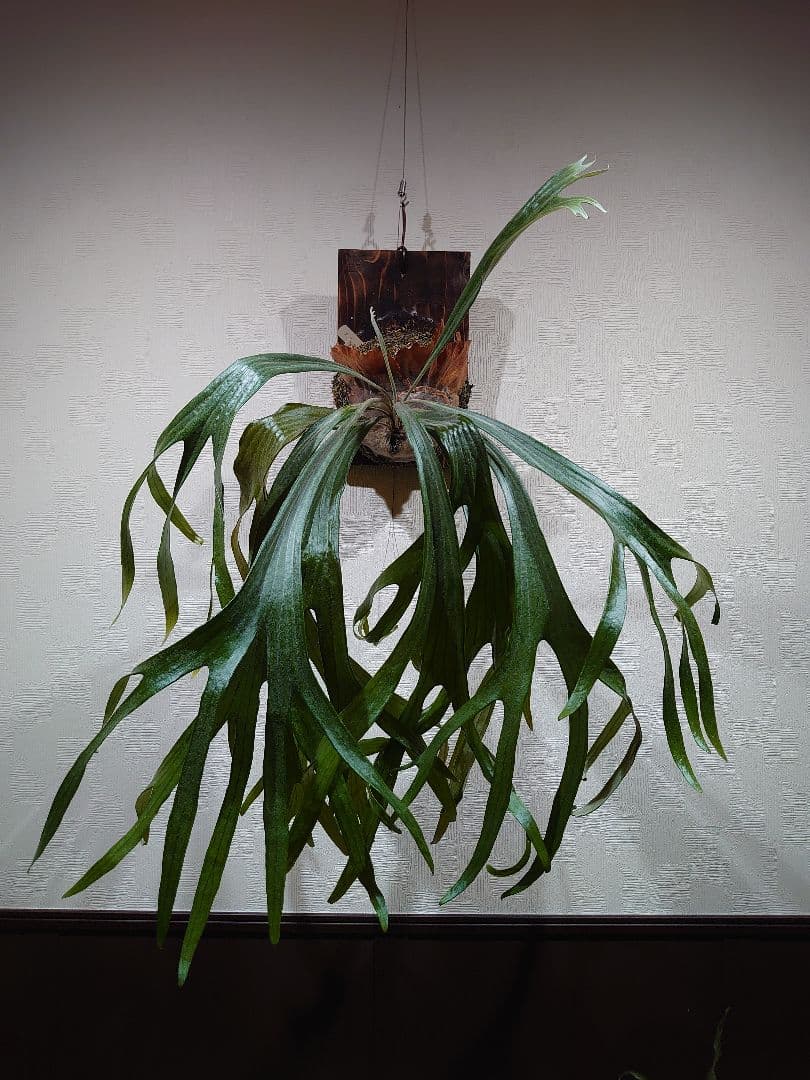 P.Mt.Lewis ビカクシダ OC【親株サイズ】