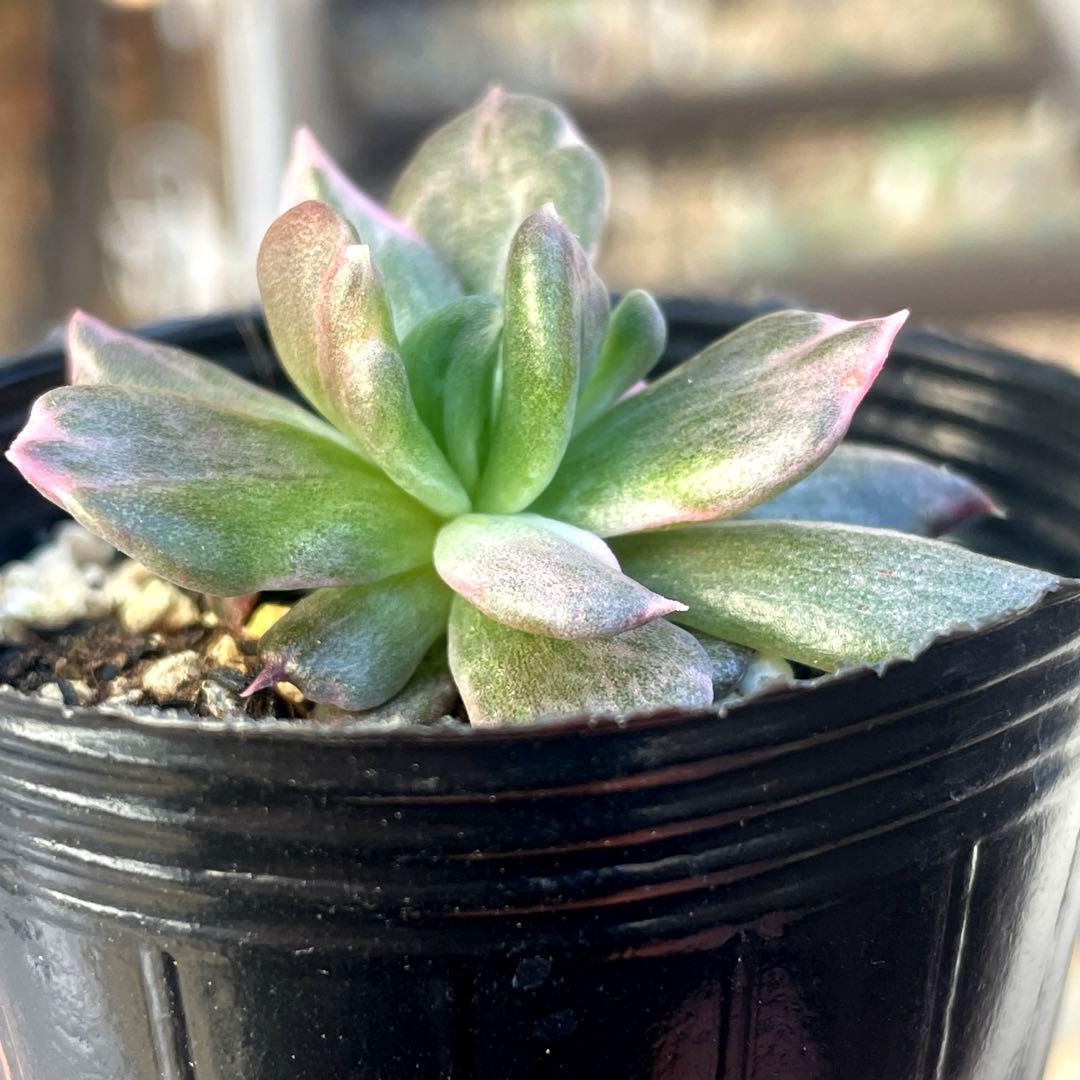 専用！ 高級品種 稀少 インドネシア多肉 プリンス錦3点セット 速達代付