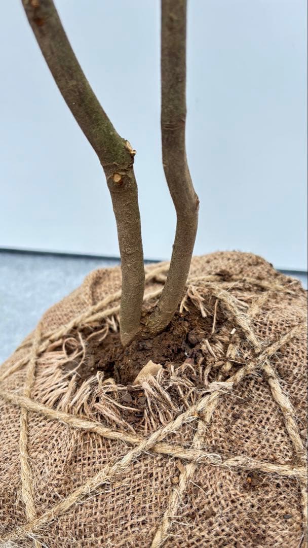 自然な樹形が美しい 山採りの ヒサカキ 646 樹高1.4m位 ヒメサカキ 姫