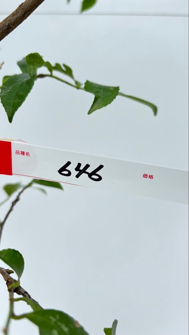 自然な樹形が美しい 山採りの ヒサカキ 646 樹高1.4m位 ヒメサカキ 姫