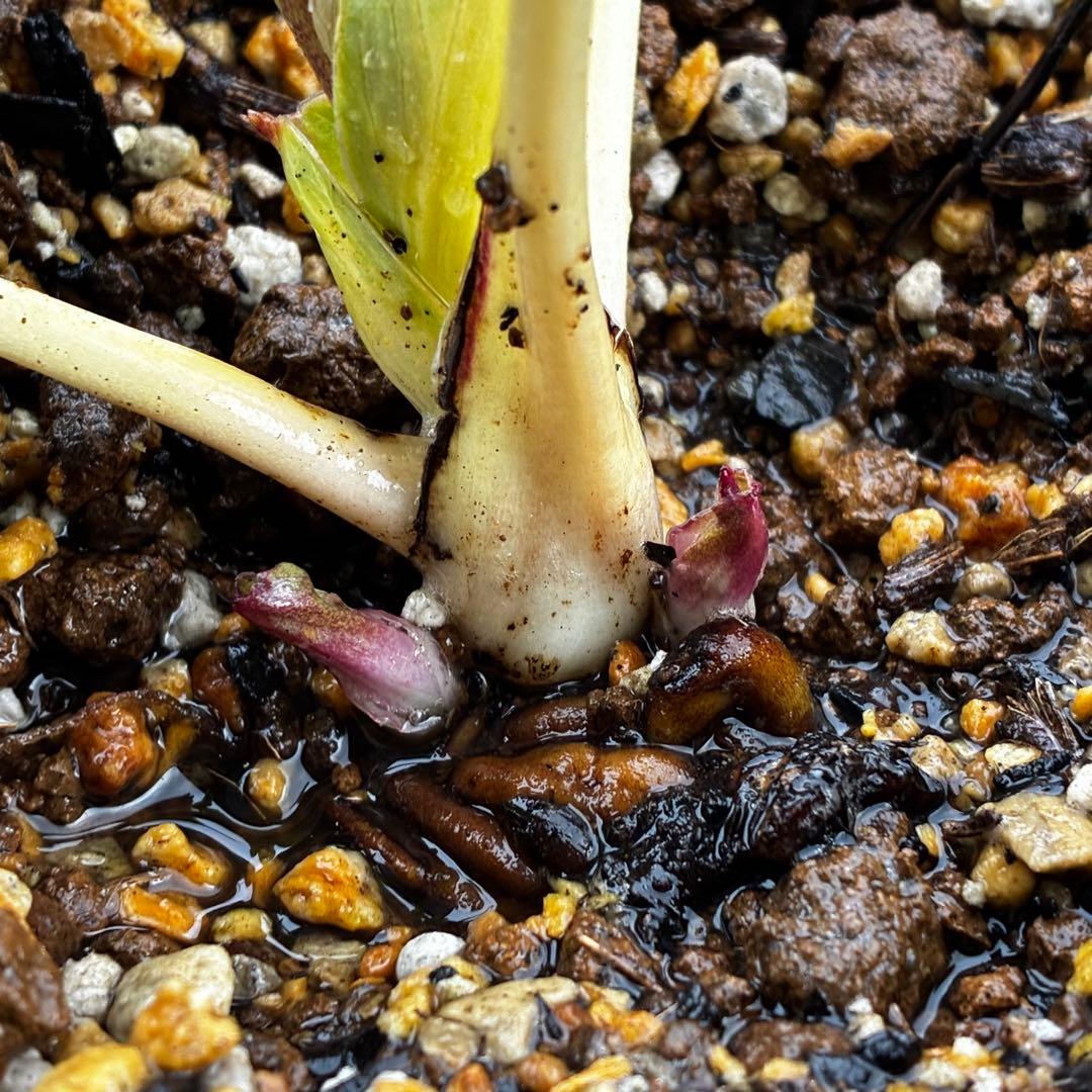 ぽ*た様 3574☘️蕾花タグ付き☘️超極上☘️超希少⭐️SD⭐️蜃気楼⭐️大木