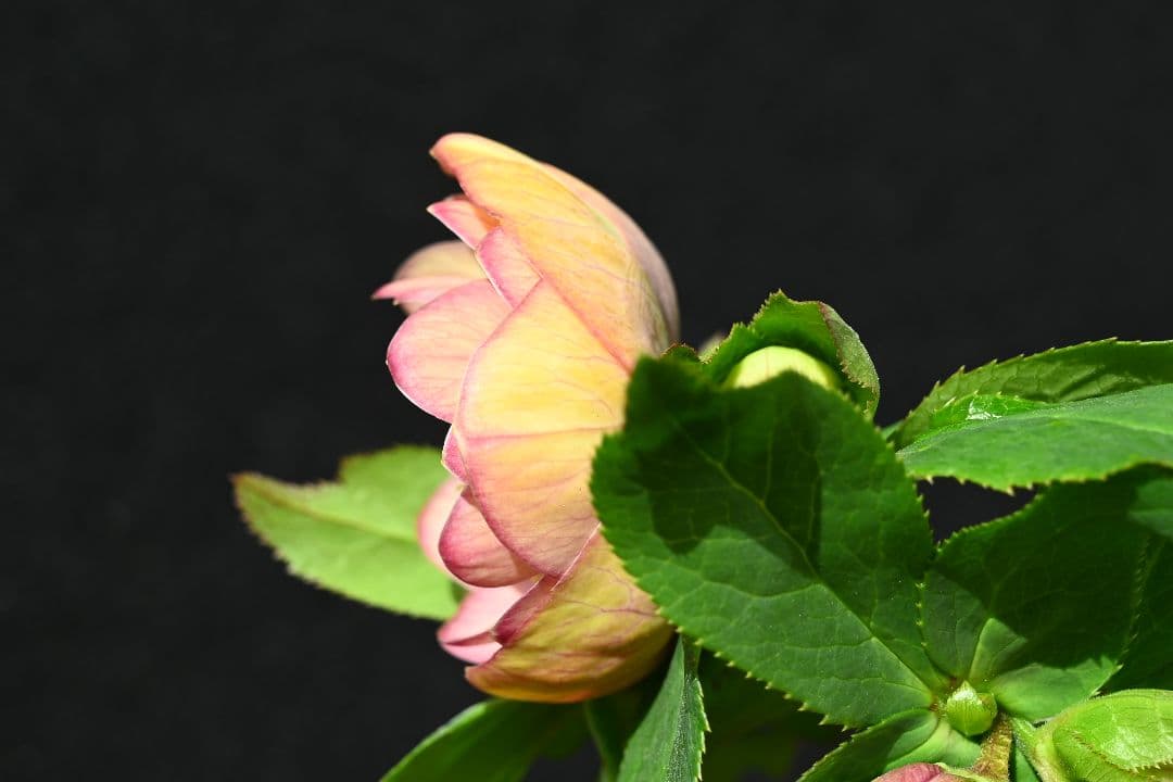 クリスマスローズ 認定グロッシーカラー アプリコット 加藤農園 - メルカリ