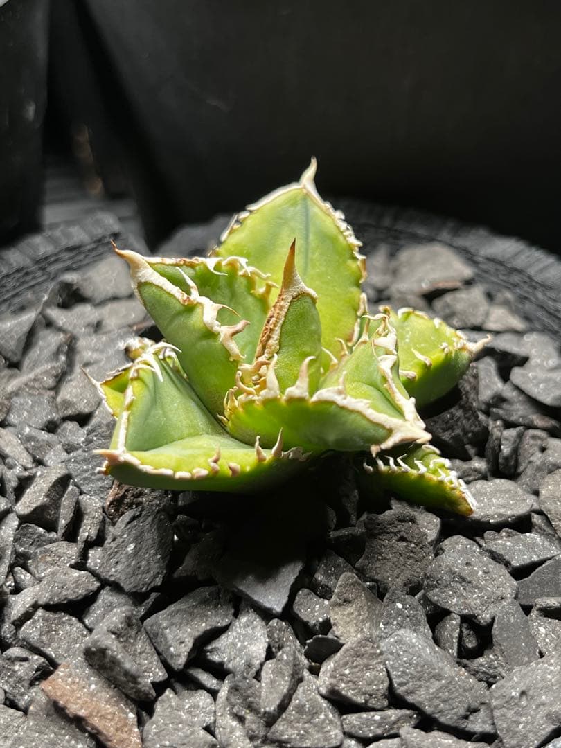 ルナさん専用 アガベ IVORY