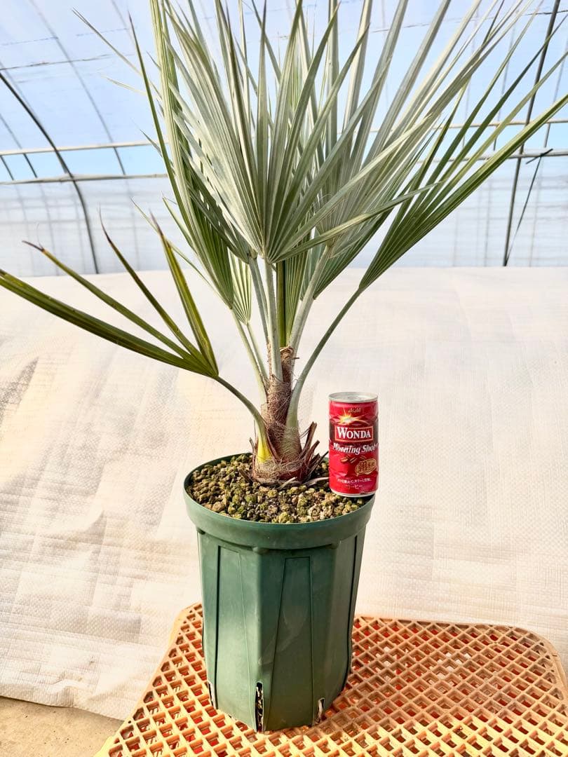 ブラヘアアルマータ 【葉が詰まった極上株】