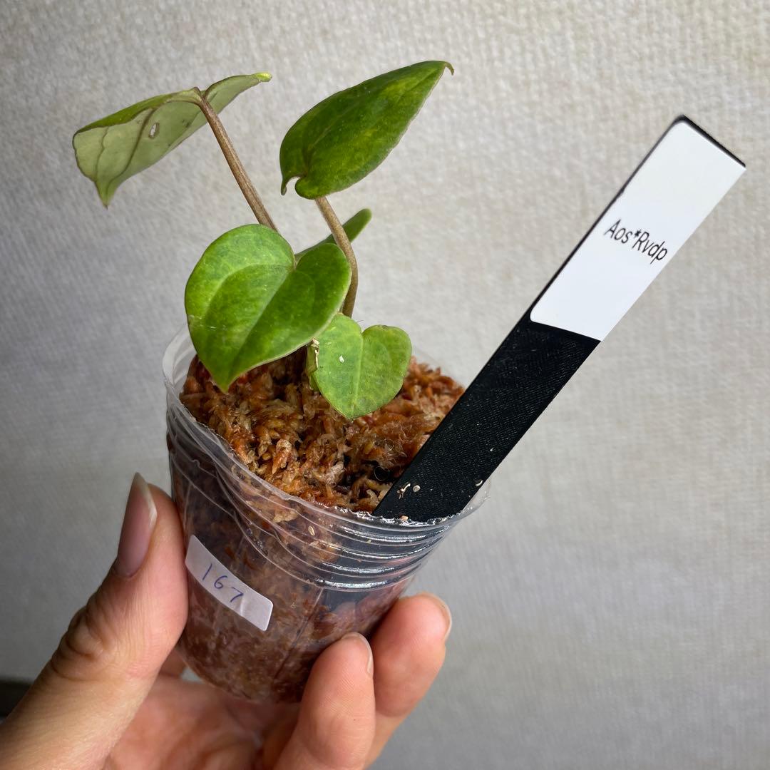 の*ら様 Anthurium AOS✖️RVDP斑入り アンスリウム エースオブ