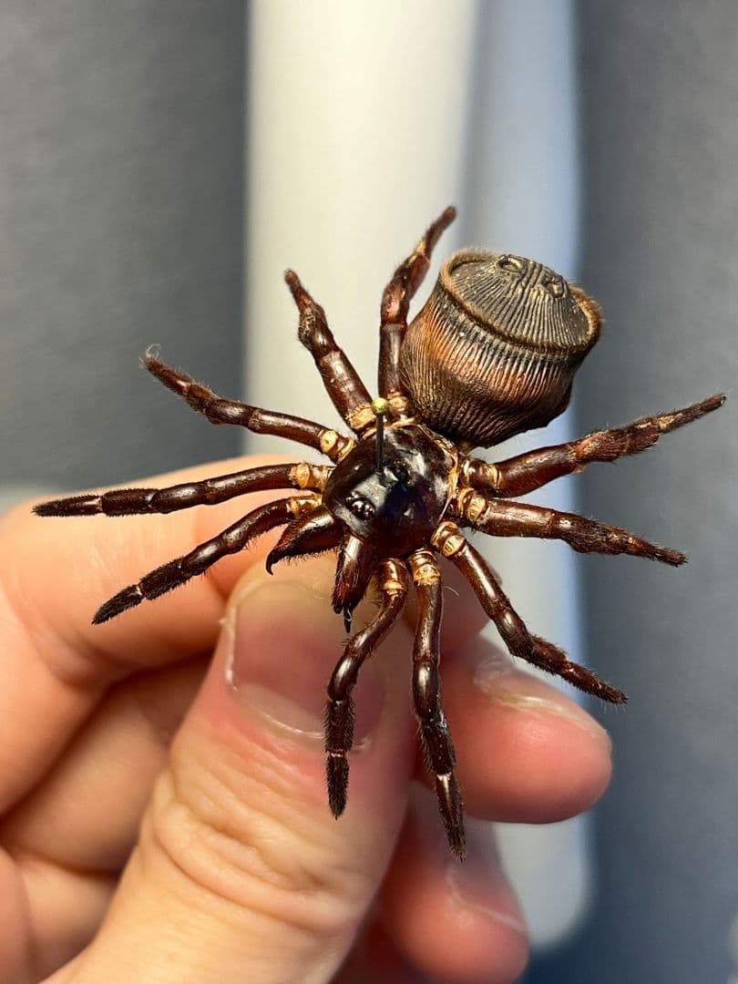 極美展足】シリキレグモ トラップドアスパイダー タランチュラ ムカデ