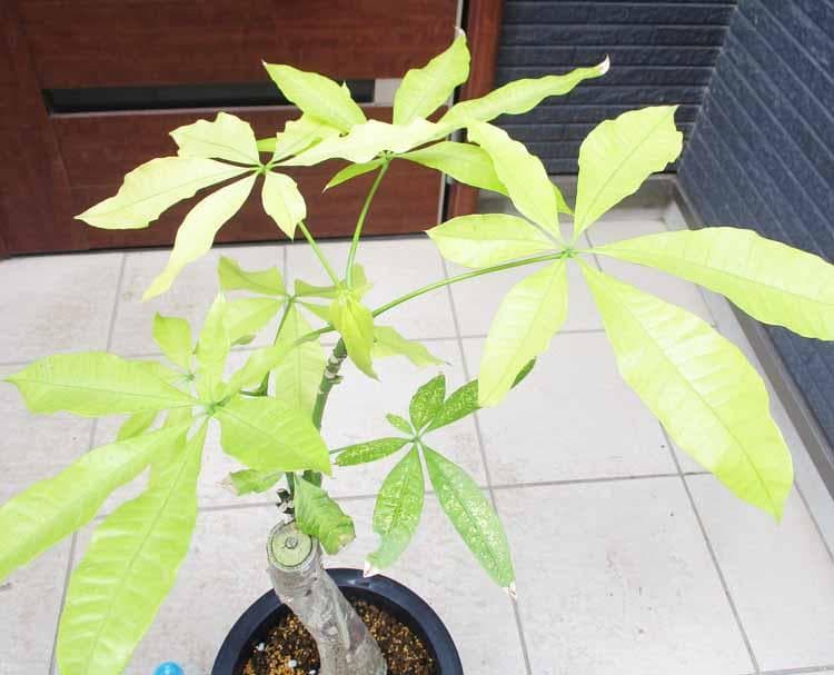 現品】斑入りパキラ パキラ ムーンライト 8号鉢 K8番 - メルカリ