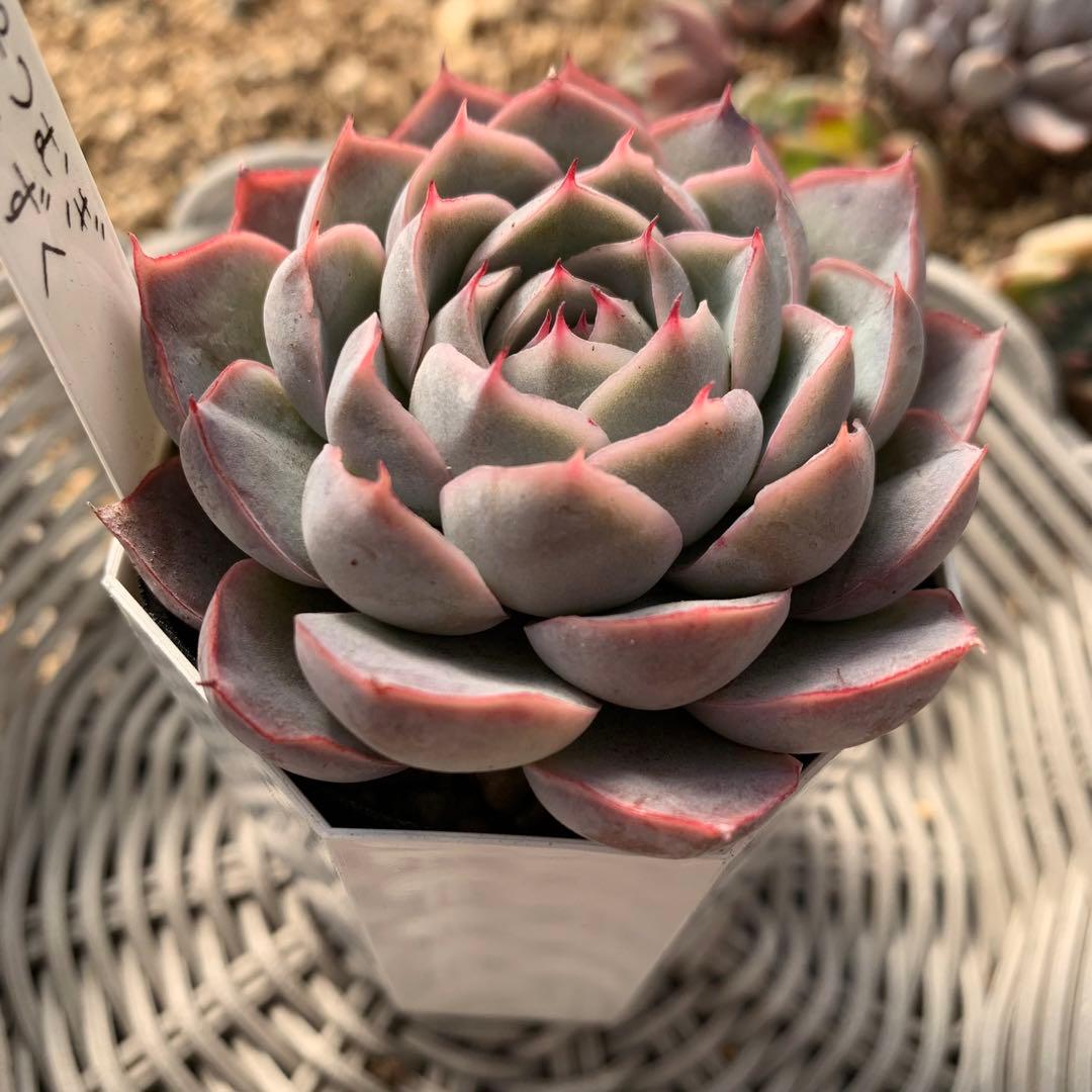 miyaさん苗　命名株交配　しずく×つむぎ　札付き