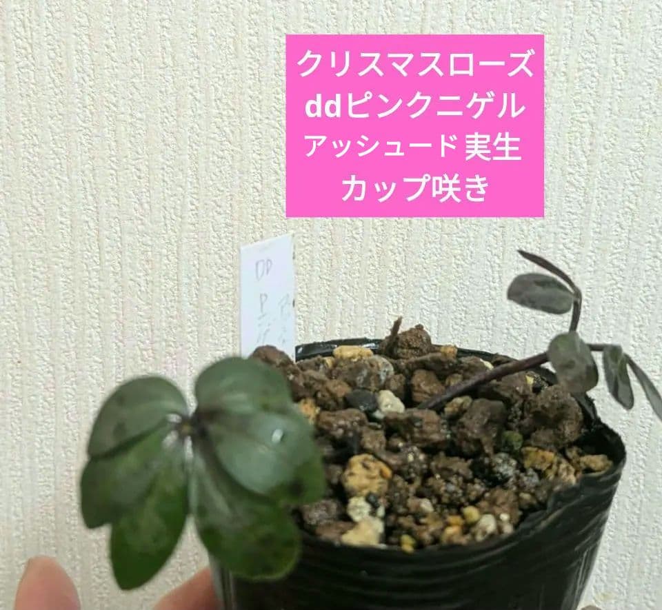 クリスマスローズ dd ピンク ニゲル アッシュードセルフ実生2年3号