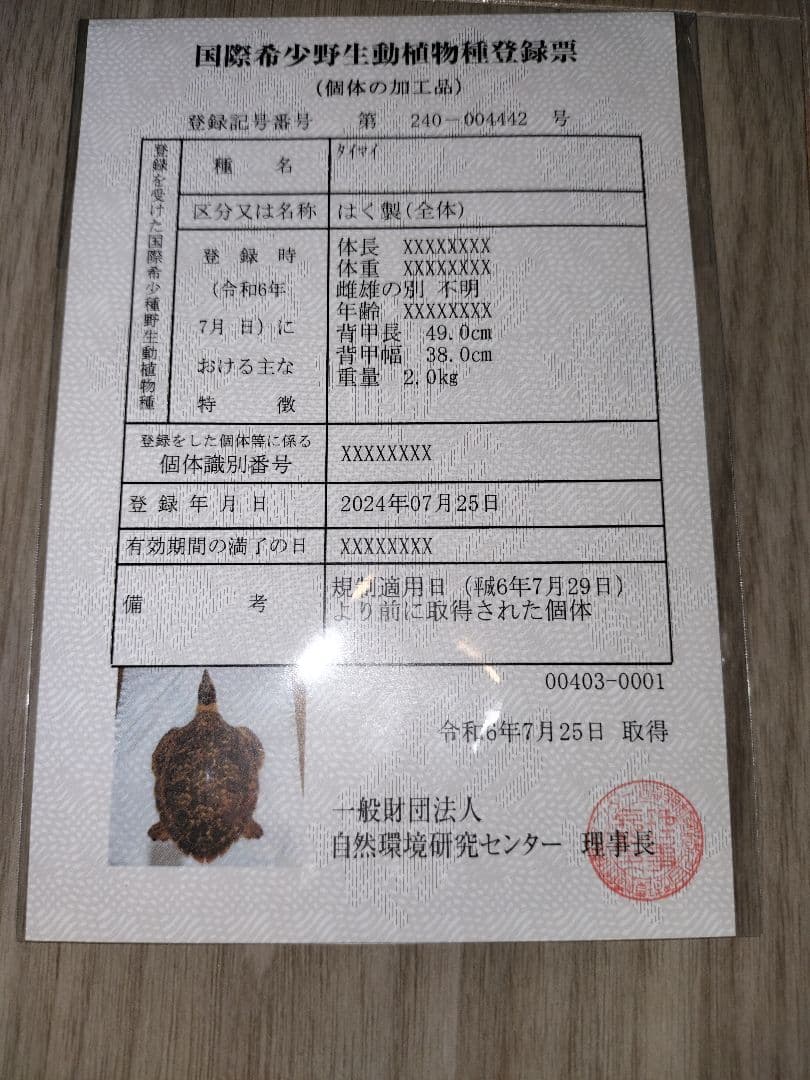タイマイ ウミガメ剥製 国際希少野生動植物種登録票有 - メルカリ