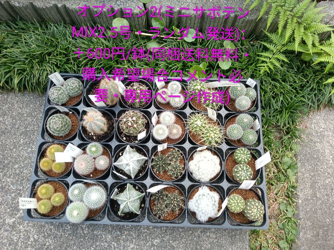 金鯱 サボテン キンシャチ 8号 ロックガーデン 逸品 エキノカクタス