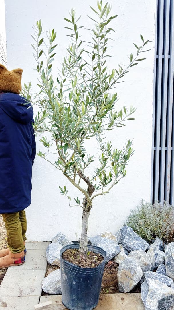 超美形。古木 仕立てオリーブ シプレッシーノ1.7M(鉢底から)