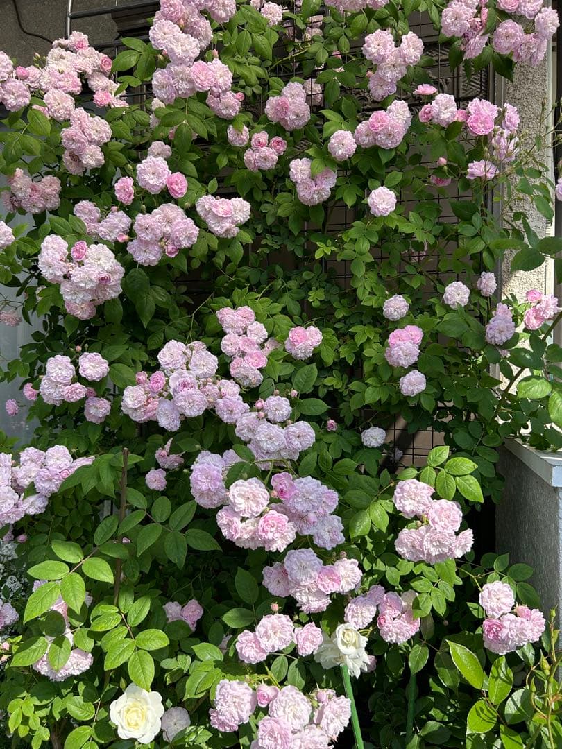 今季ラスト新苗】 ローラダボー （フランス） 接木苗 - メルカリ