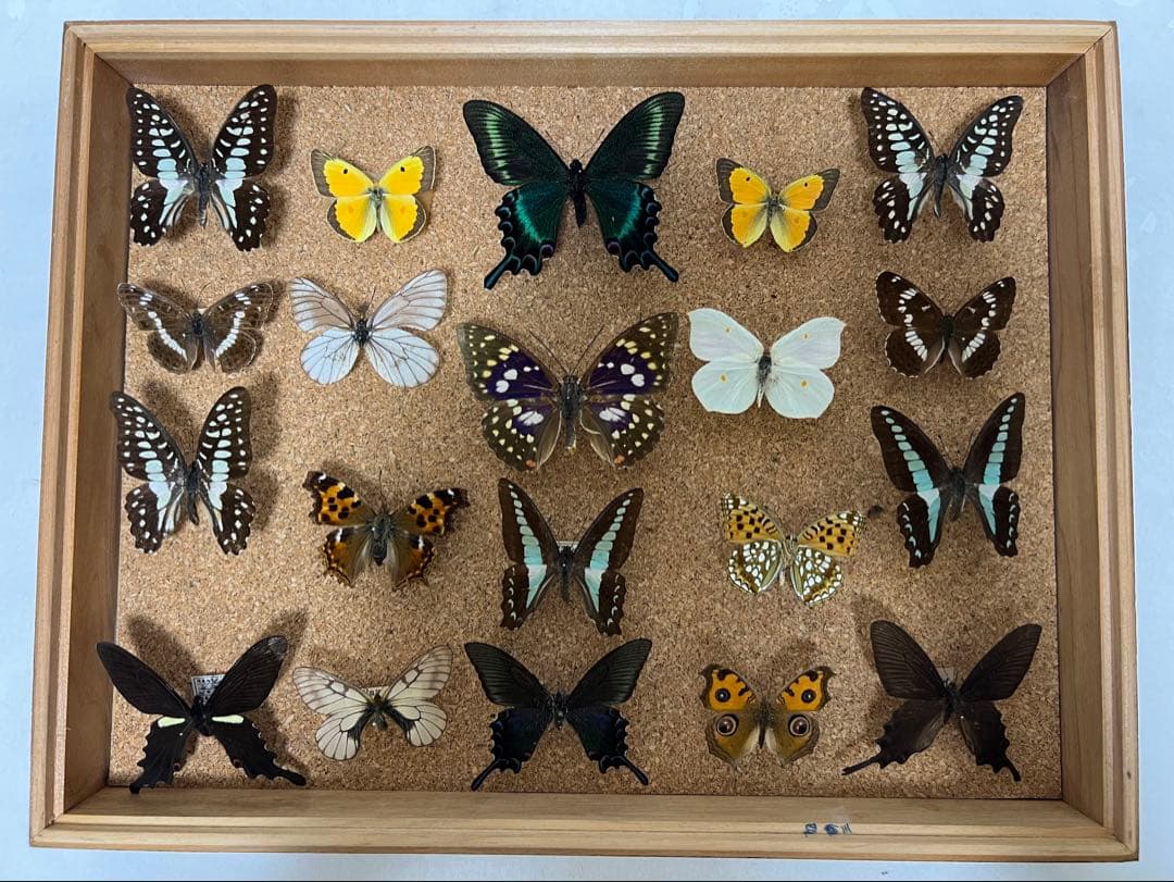 希少蝶の標本 ドイツ木製フレーム付き箱現状品のみ42x32x6cm 希少蝶の標本 ドイツ木製フレーム付き箱現状品のみ42x32x6cm ドイツ箱