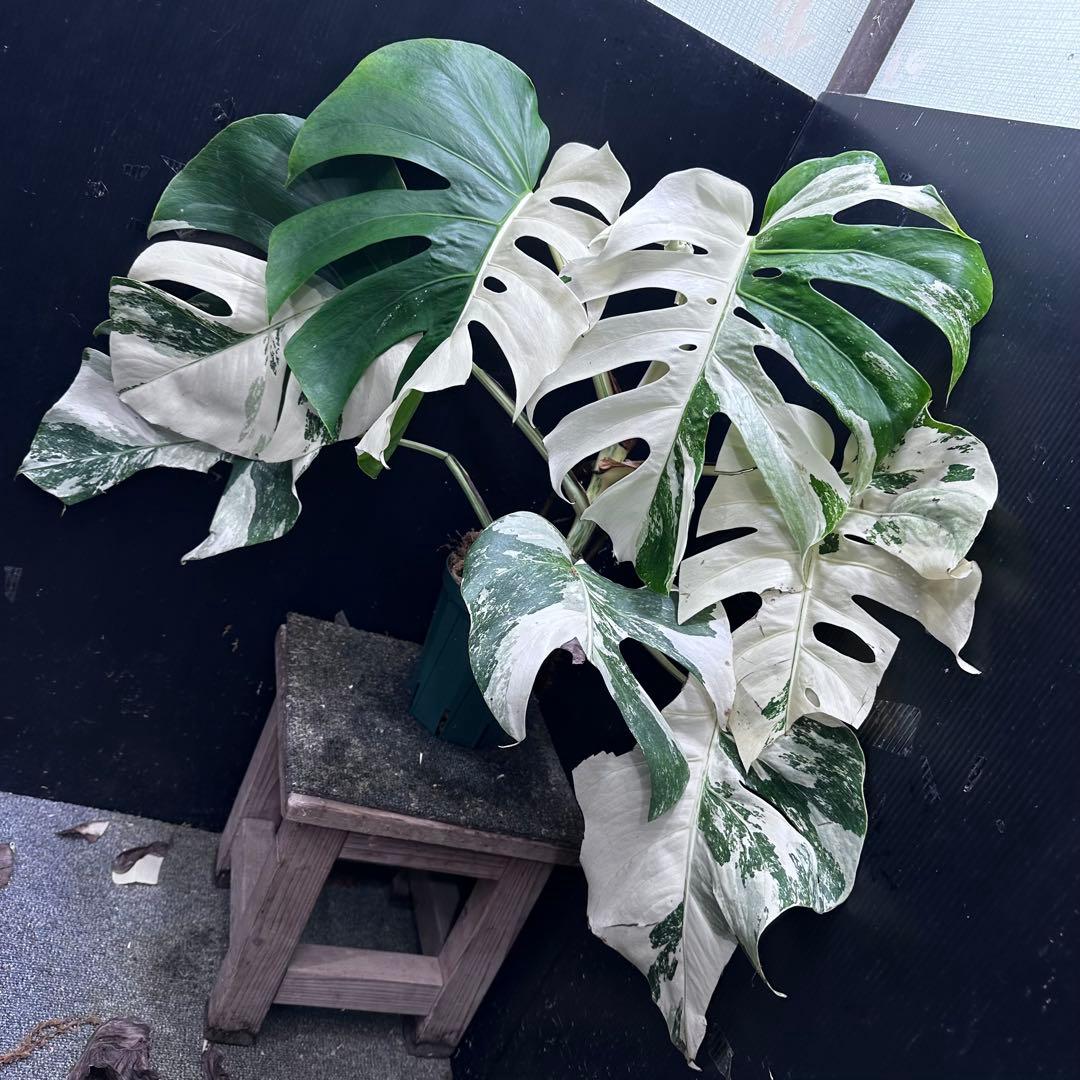 斑入りモンステラ ホワイトタイガー極美大株57cm白斑多 - メルカリ