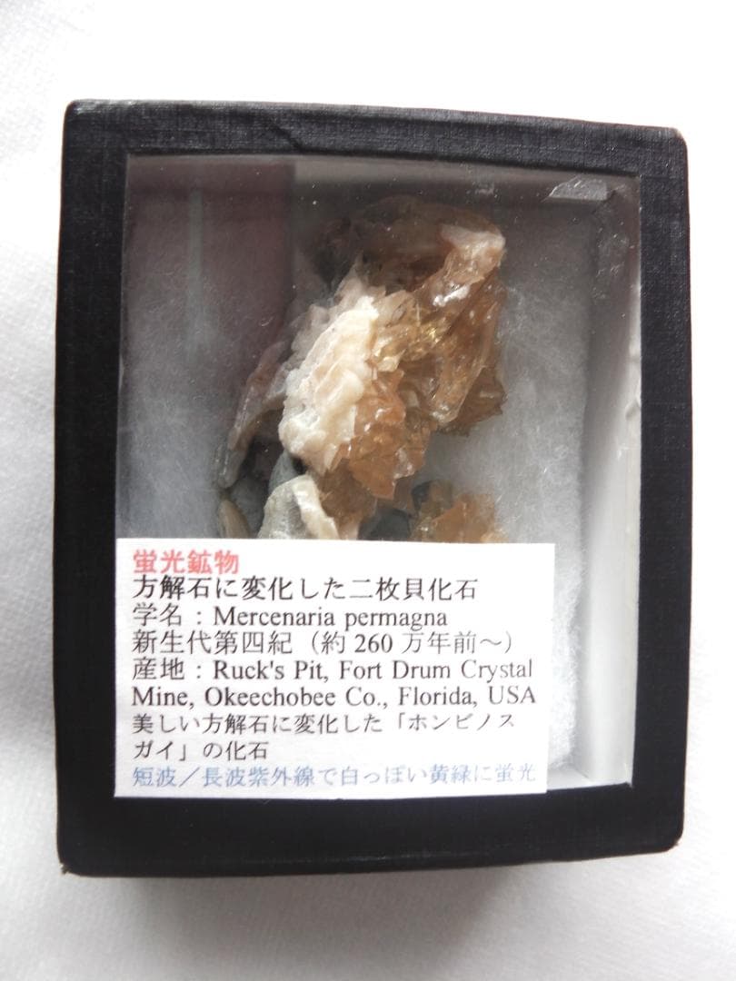 m盆・・・さま専用：方解石化した二枚貝の化石 カルサイト 鉱物標本 蛍光鉱物 m盆・・・さま専用：方解石化した二枚貝の化石 カルサイト 鉱物標本