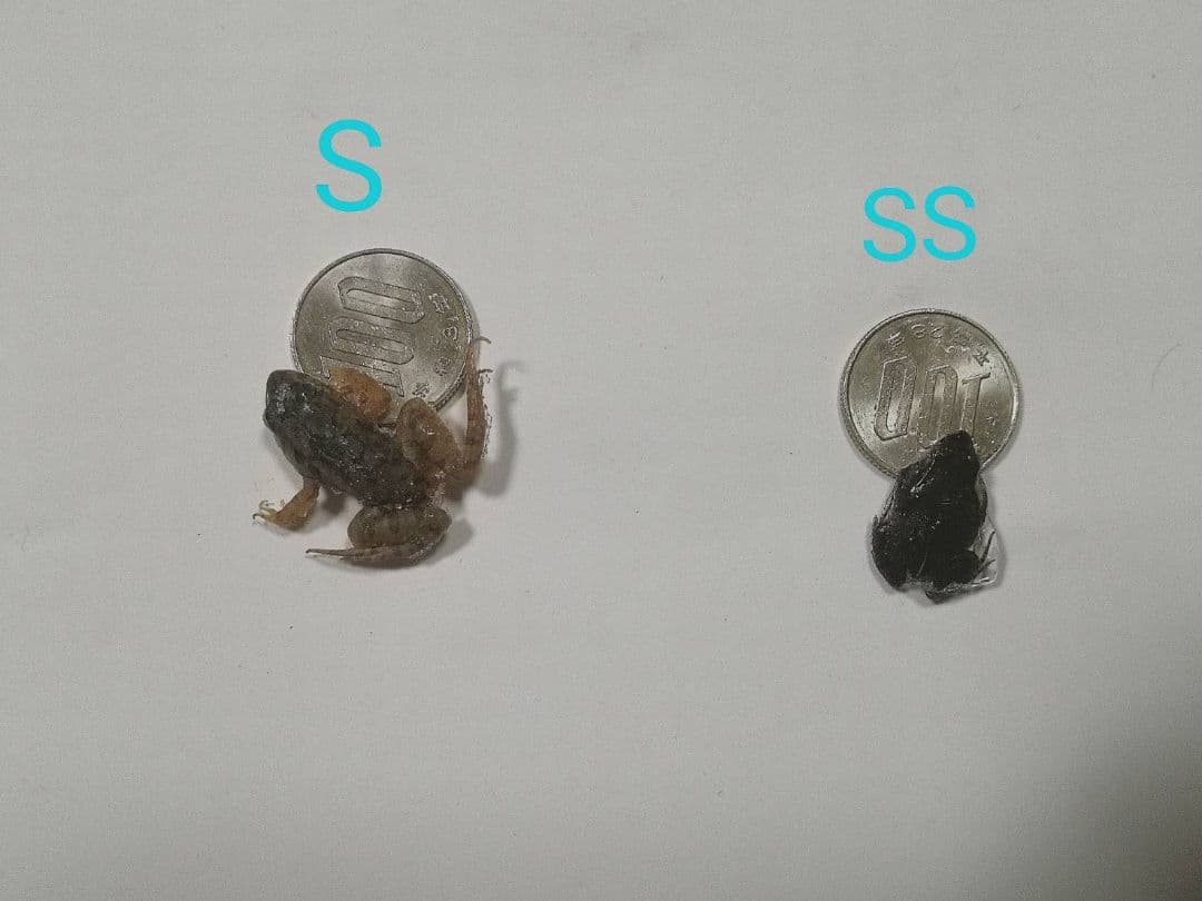 60匹【冷凍】SS 餌用カエル ヌマガエル エサ用 爬虫類 蛇の餌 ヘビ