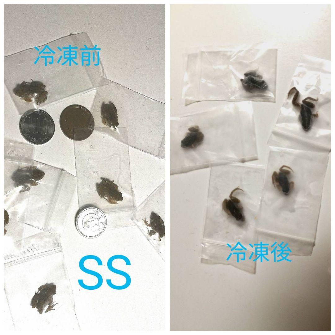 60匹【冷凍】SS 餌用カエル ヌマガエル エサ用 爬虫類 蛇の餌 ヘビ
