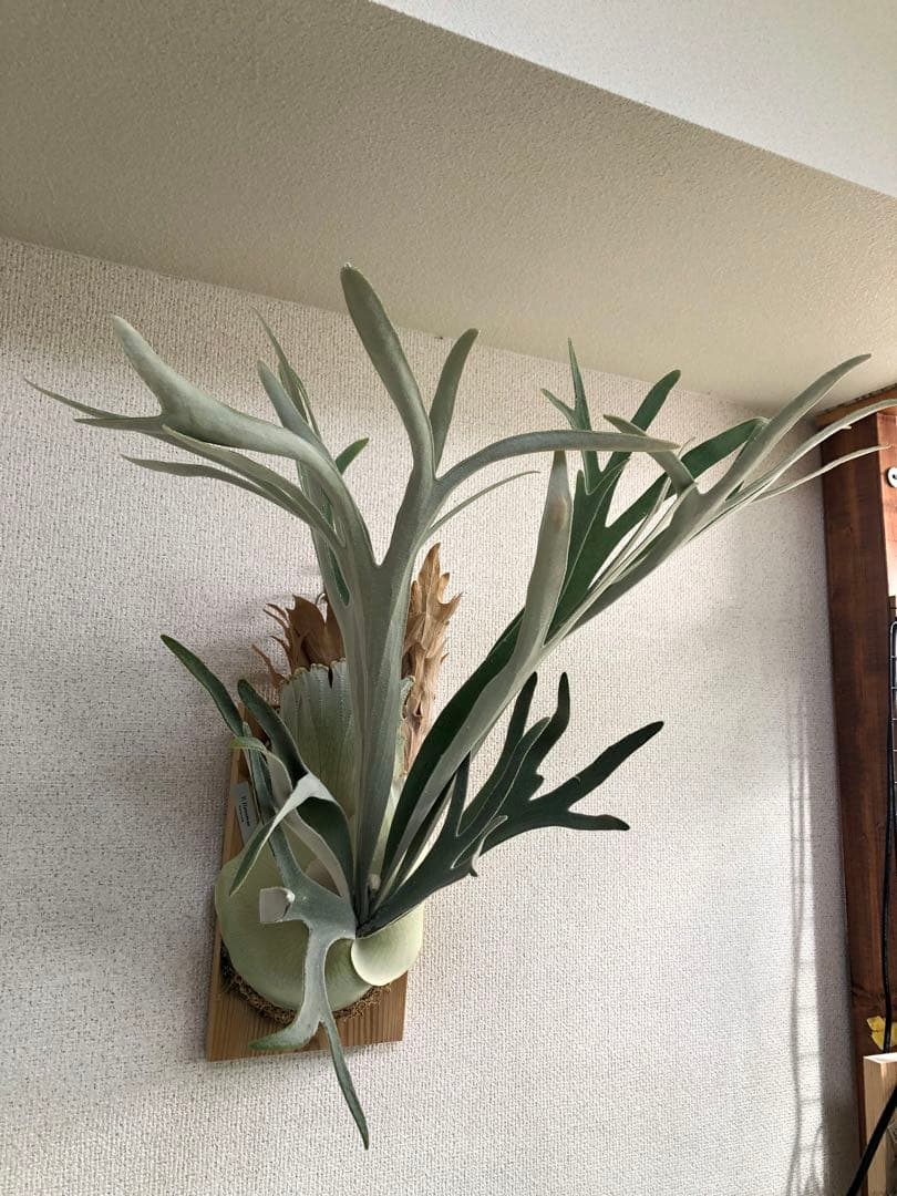 P. Hanuman ハヌマーン 株分 ビカクシダ コウモリラン - メルカリ