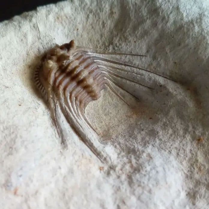 三葉虫　USA　ケトネラスピス　極美　希少