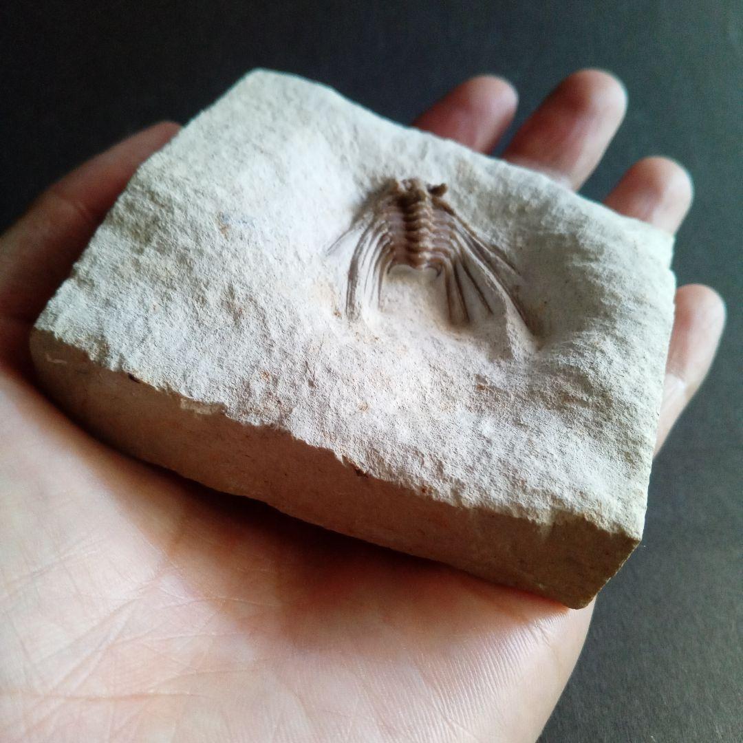 三葉虫　USA　ケトネラスピス　極美　希少