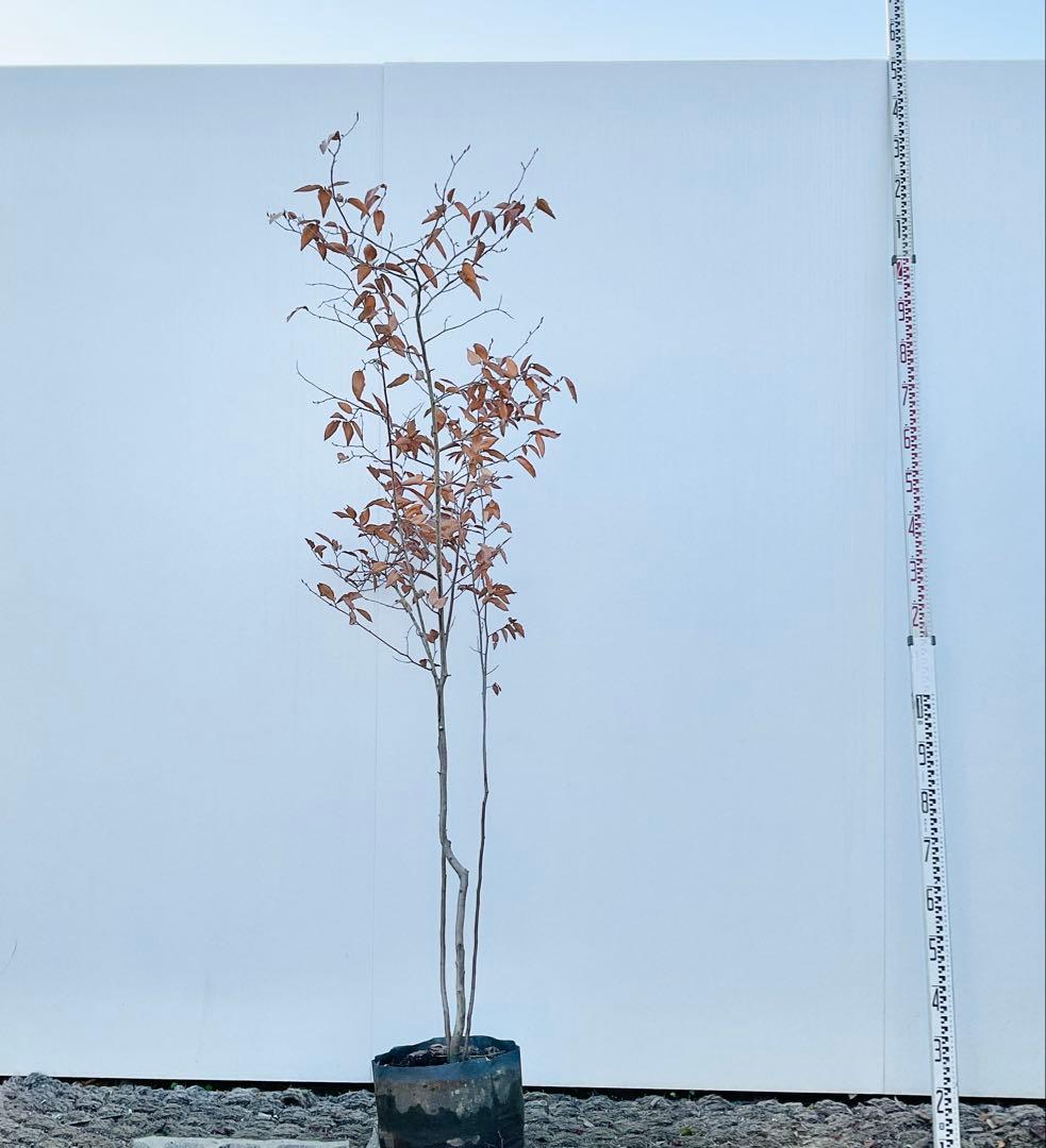 やよっぴさん専用　ヤマコウバシ/ 964