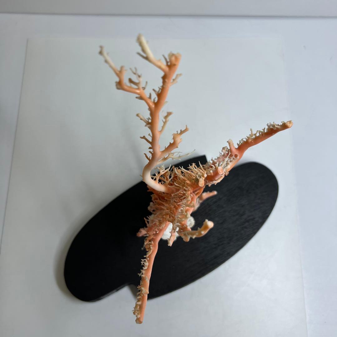 本桃色珊瑚原木　ケース付　東Y7-1209④トヒオ