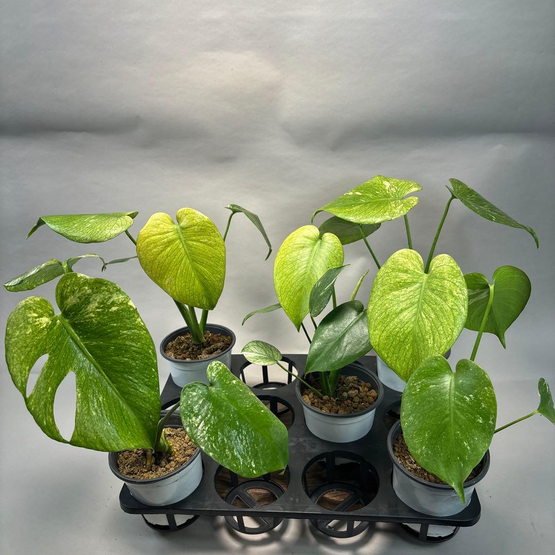 ぴ*く様 5株セットms116【特別選抜】ホワイトモンスター／天津蘭 モンステラ 天津ラン・モンステラデリシオーサホワイトモンスター ( Monstera