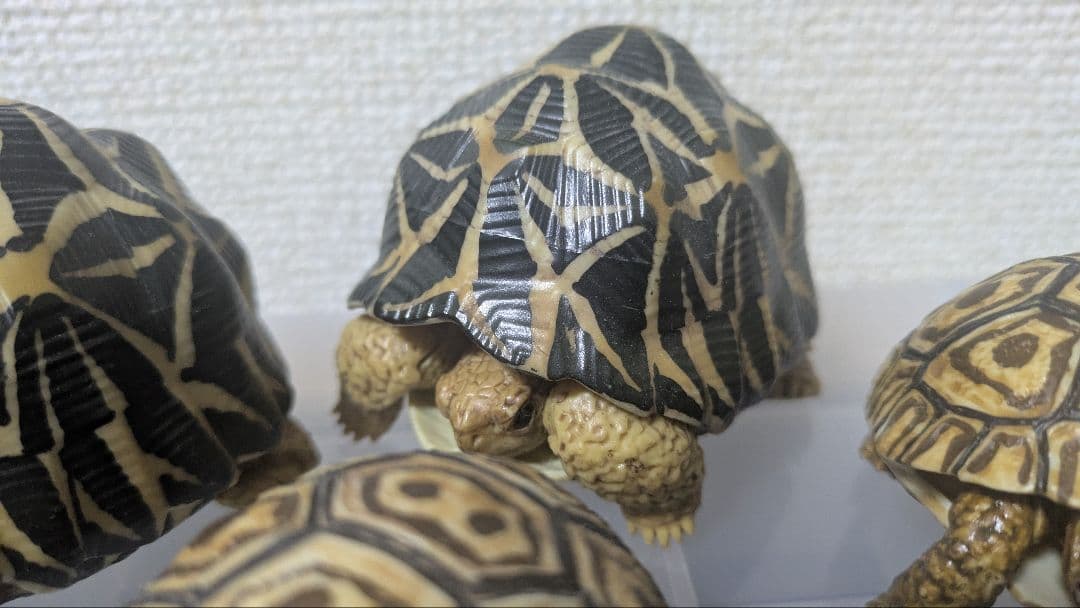 いきもの大図鑑 リクガメ フィギュア まとめ 子ガメ バラ不可 - メルカリ