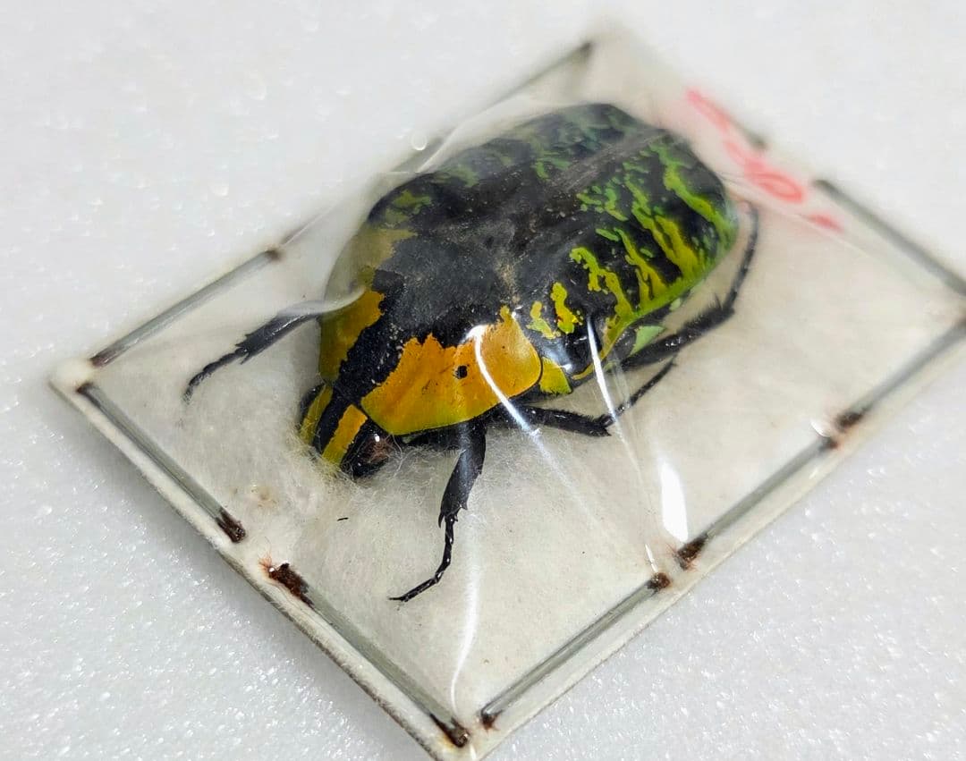 サザナミマラガシーハナムグリ3色3頭セット！特上個体！