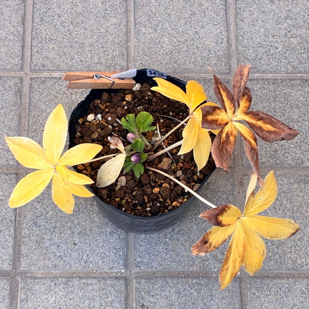 衛*様 3415☘️蕾付き☘️極上☘️⭐️小輪⭐️ ハートSD⭐️オーレア⭐️大