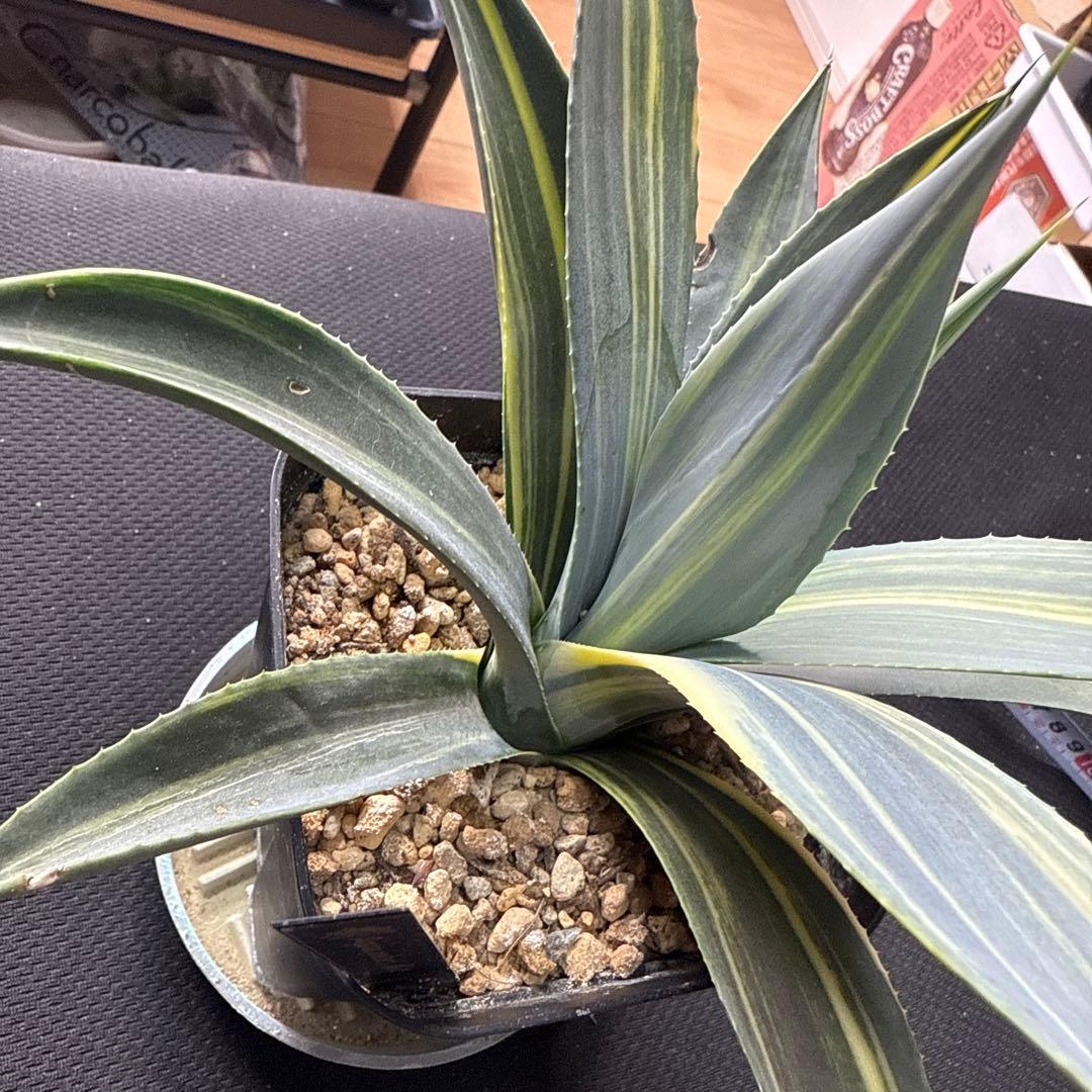 サ*ク様 アガベ ウェベリー 縞斑