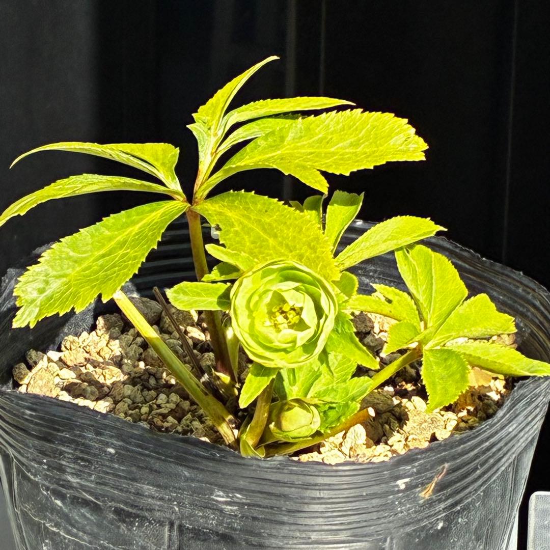 植*鑑様 3564☘️蕾花付き☘️⭐️超希少⭐️一茶⭐️コロコロ小輪⭐️キープカ