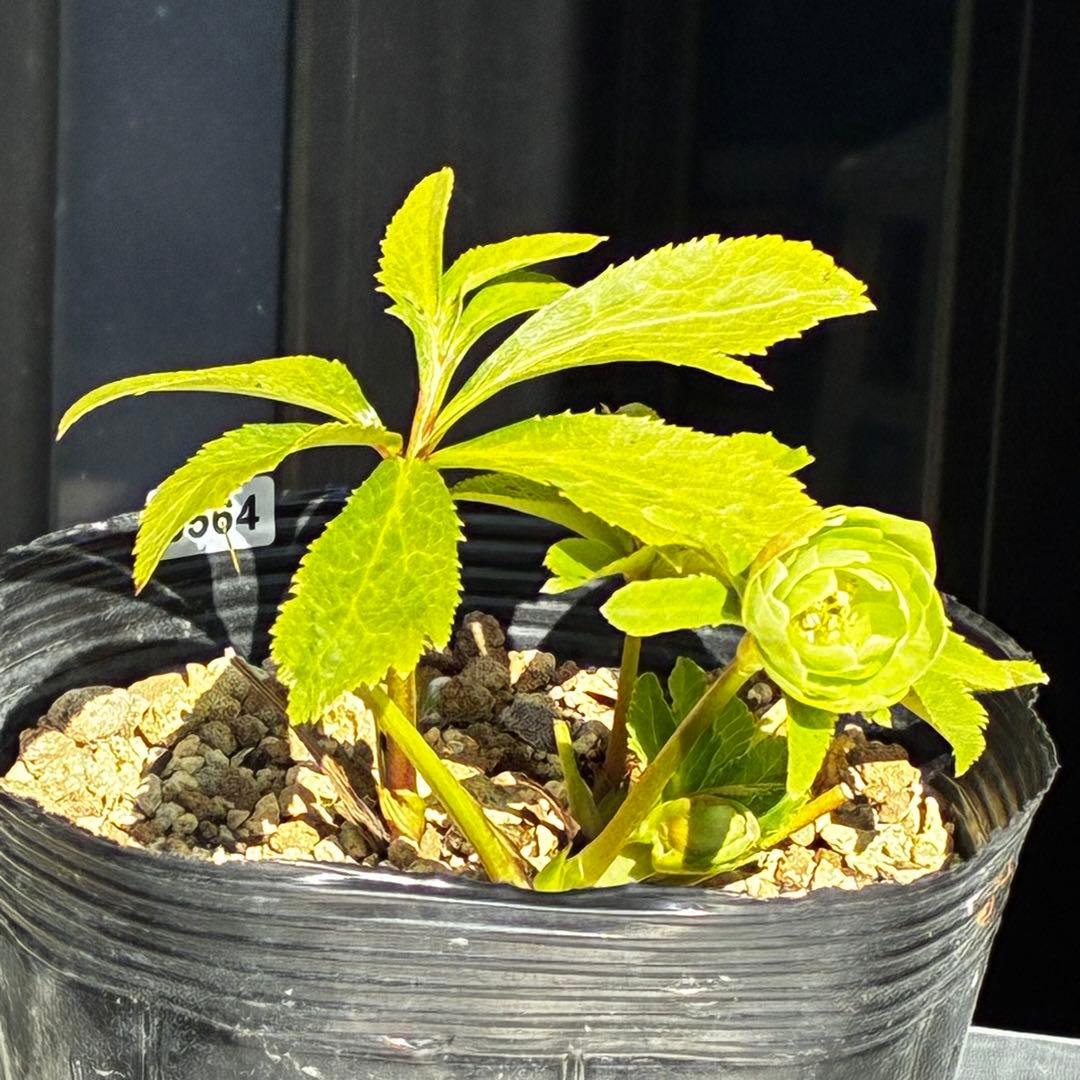 植*鑑様 3564☘️蕾花付き☘️⭐️超希少⭐️一茶⭐️コロコロ小輪⭐️キープカ