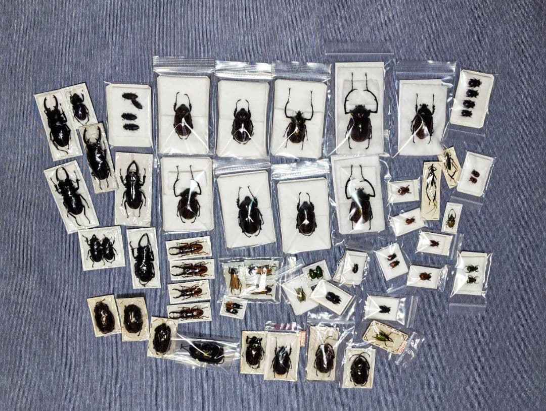 日曜日まで限定セール　昆虫標本 予約受付中】 昆虫教室 in 宇都宮（ 7/6 日曜日 ) - Fami-lab