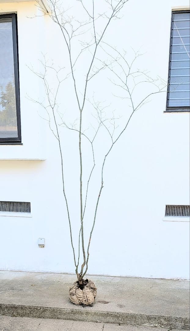 別格。山採りコハウチワカエデ。 - メルカリ